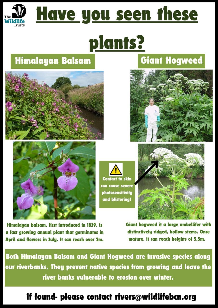 Poster warning about invasive plants Himalayan Balsam and Giant Hogweed, with images and contact information.